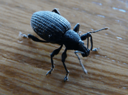 Le charançon en question (Photo: Céline Benoit Anderson)