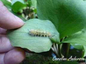 Diacrisie chenille jaune