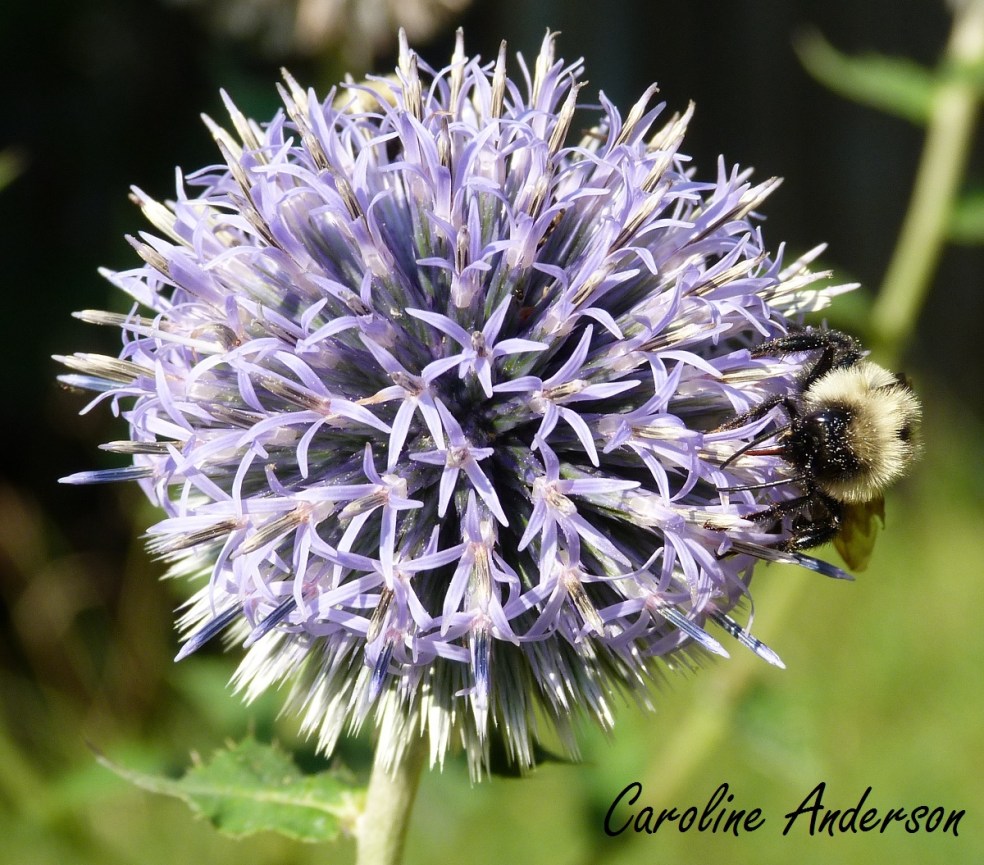 Bourdon_Pollinisateur