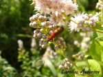 Coléoptère rouge_Pollinisateur