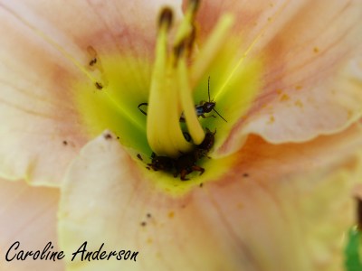 Perce-oreilles Fleur