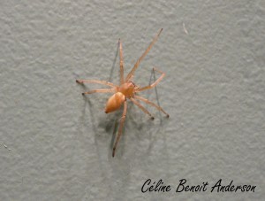 Araignée_Sac spider