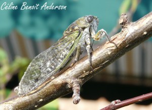 Cicada adulte_2