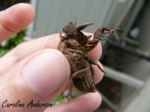 Cicada larve