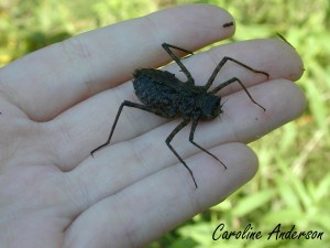 Image (1) Macromiidae-Larve.jpg for post 609