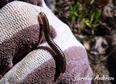 Millipède