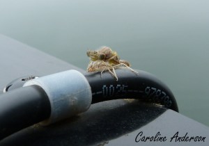 Demoiselle Émergente 2