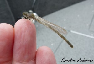 Demoiselle Émergente 7