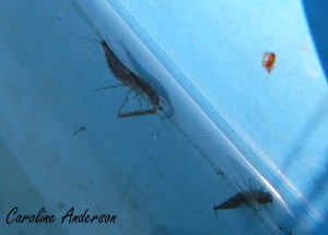 Dytique et chironome 2