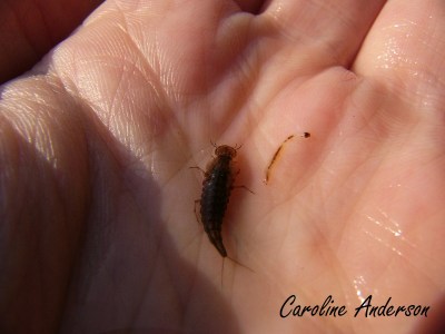 Dytique et chironome