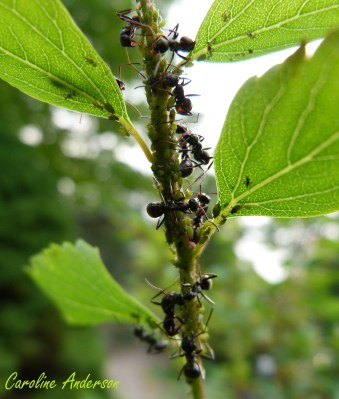Pucerons fourmis 2