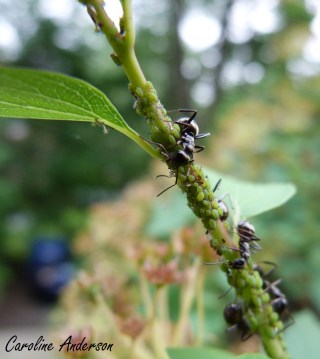 Pucerons fourmis