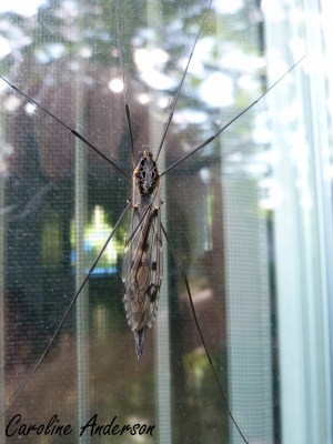 Tipule_3