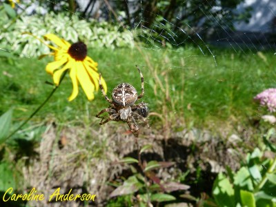 Araneus diadematus 1