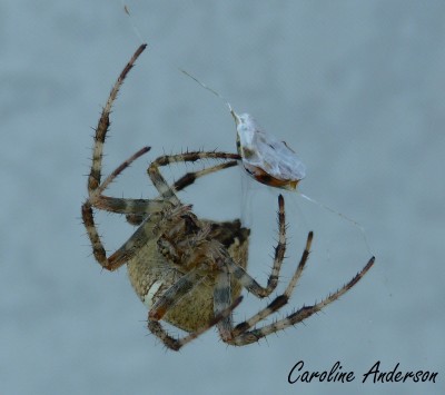 Araneus diadematus 2