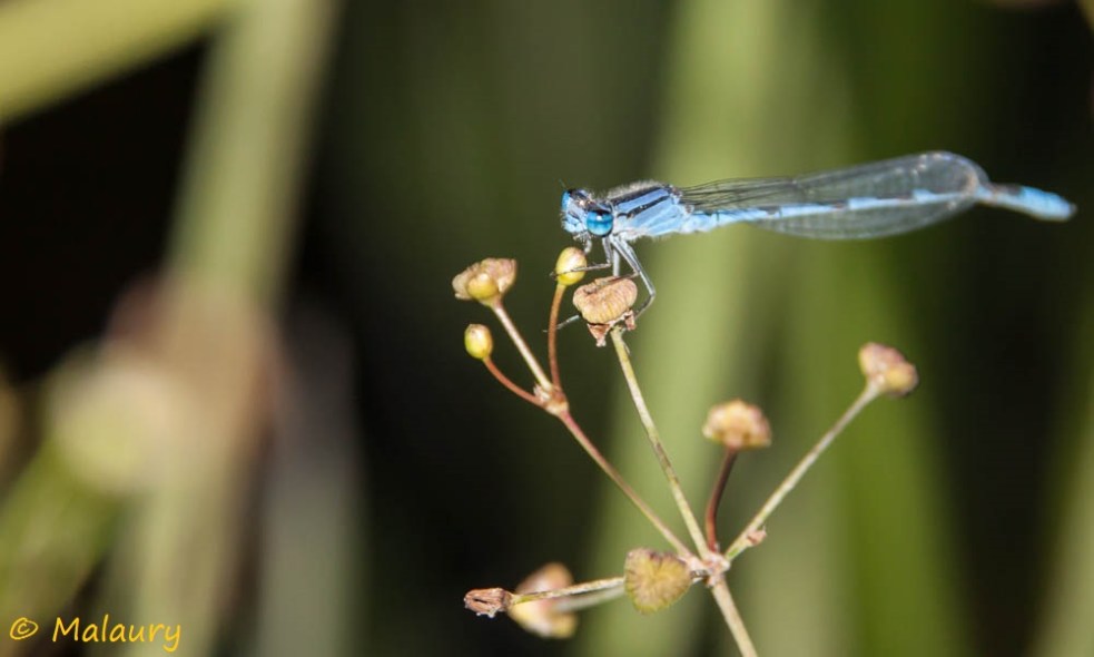 Demoiselle Enallagma sp_MLT1
