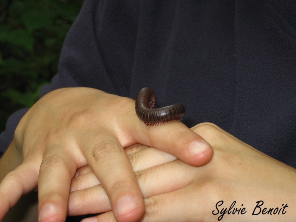 Diplopode_SB