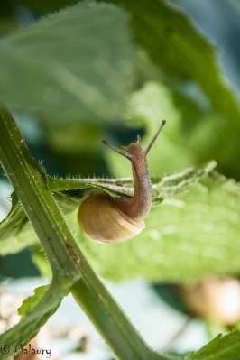 Escargot_MLT