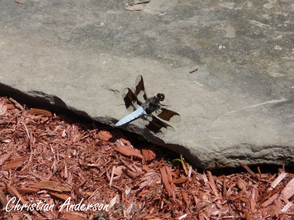 Libellule lydienne_CA