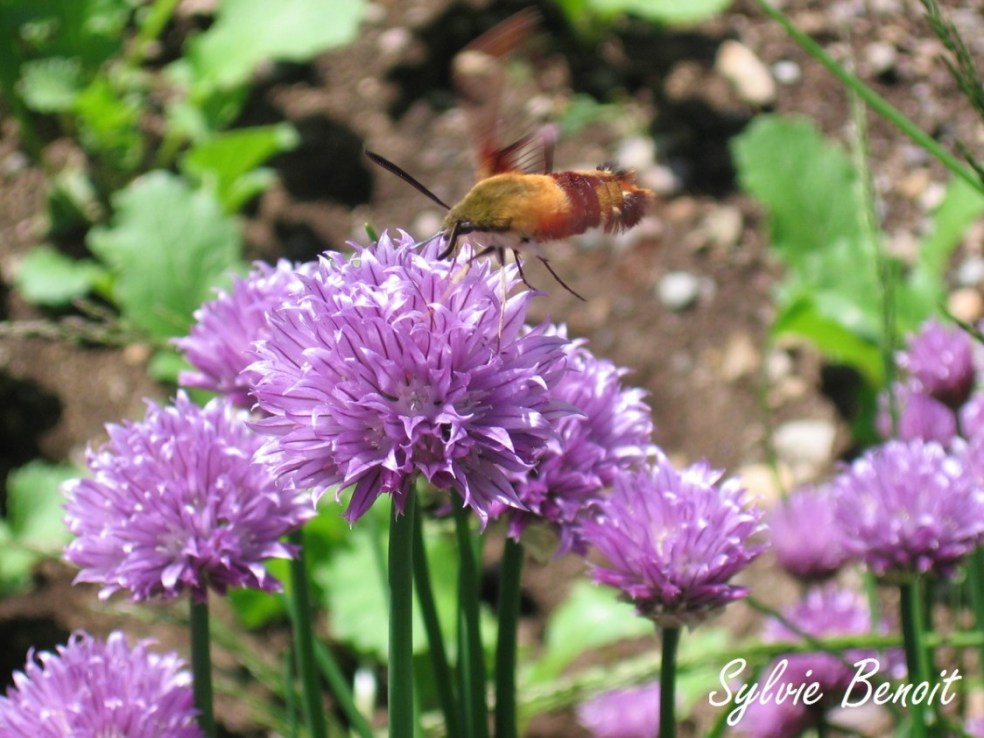 Sphinx colibri_SB