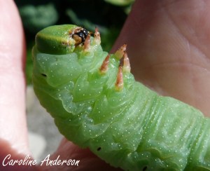 Sphinx ondulé Face 2