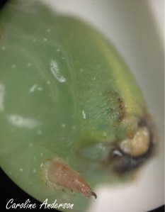 Sphinx ondulé microscope2