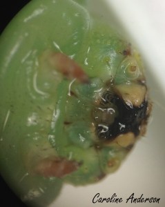 Sphinx ondulé microscope4