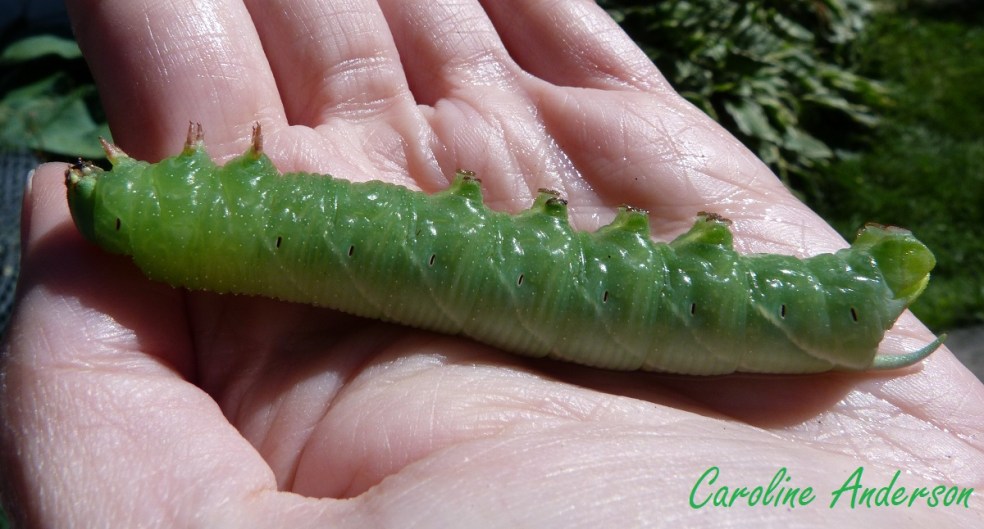 Sphinx ondulé ventre