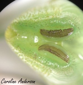 Sphinx ondulé microscope3