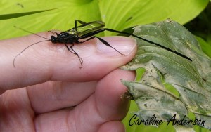 Pélécinide et main