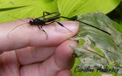 Pélécinide et main