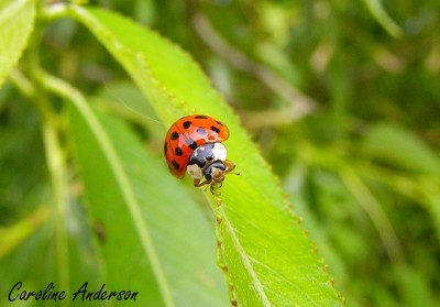 Coccinelle asiatique
