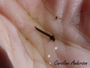Culicidae larve 2