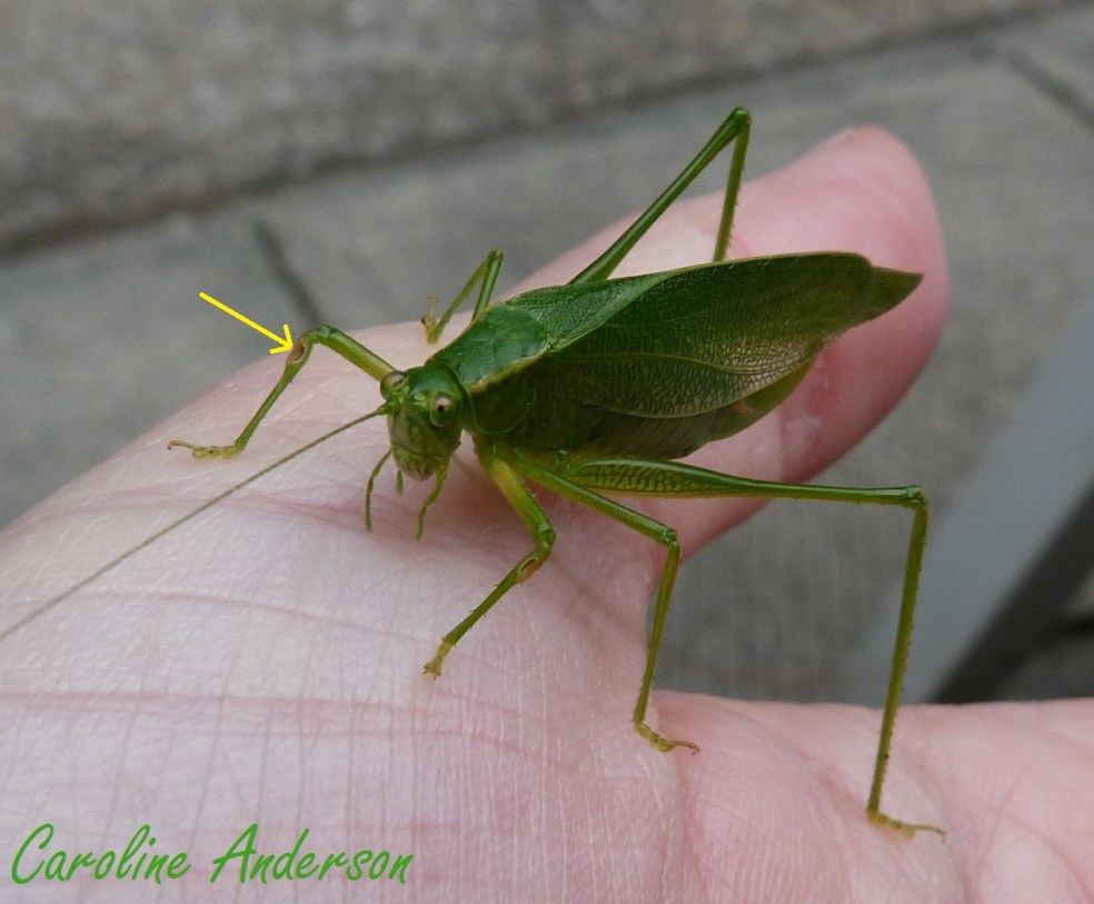 Scuddérie_Organe identifié