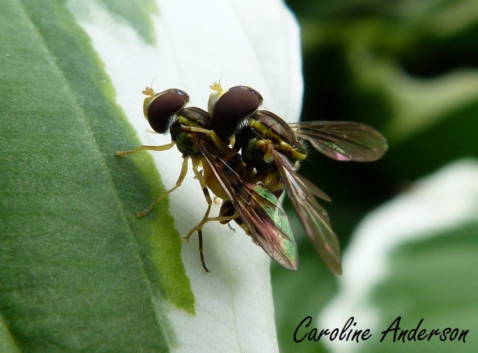 Syrphes accouplement