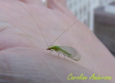 Chrysope Death Valley