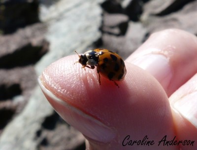 Coccinelle asiatique lave