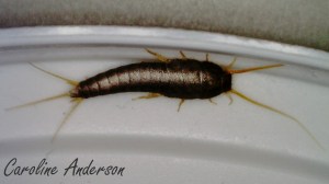 Lepisma saccharina 3