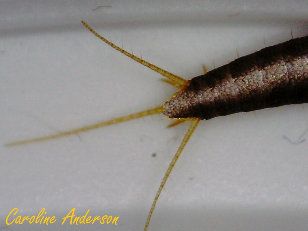 Queue fourchue_Devinette 2014-03-24