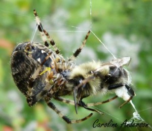 Épeire_Épigyne marquée