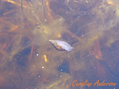 Escargot aquatique