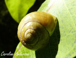 Escargot Coquille