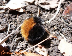 Isia Isabella_Printemps