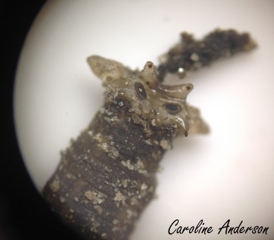 Tipulidae_derrière