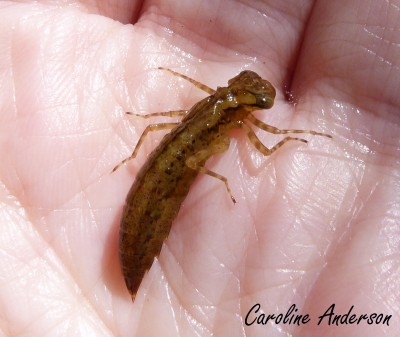 Aeshnidae Larve 2014