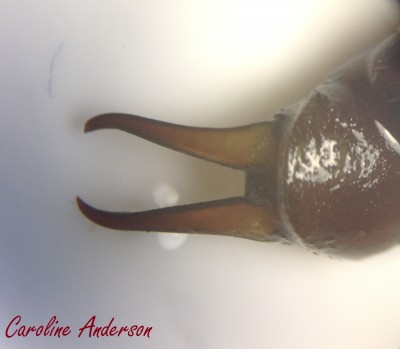 Microscope_2014-05-12