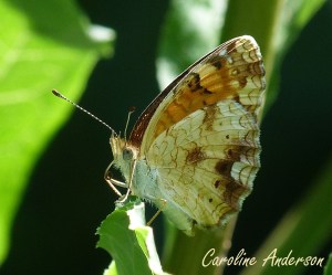 Croissant nordique_1