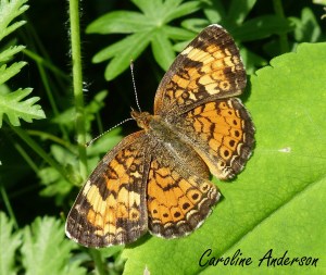 Croissant nordique_2