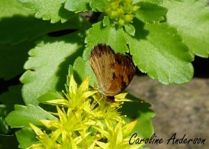 Croissant nordique_3