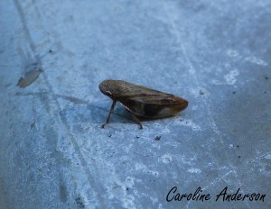 Cercope aphrophora quadrinotata